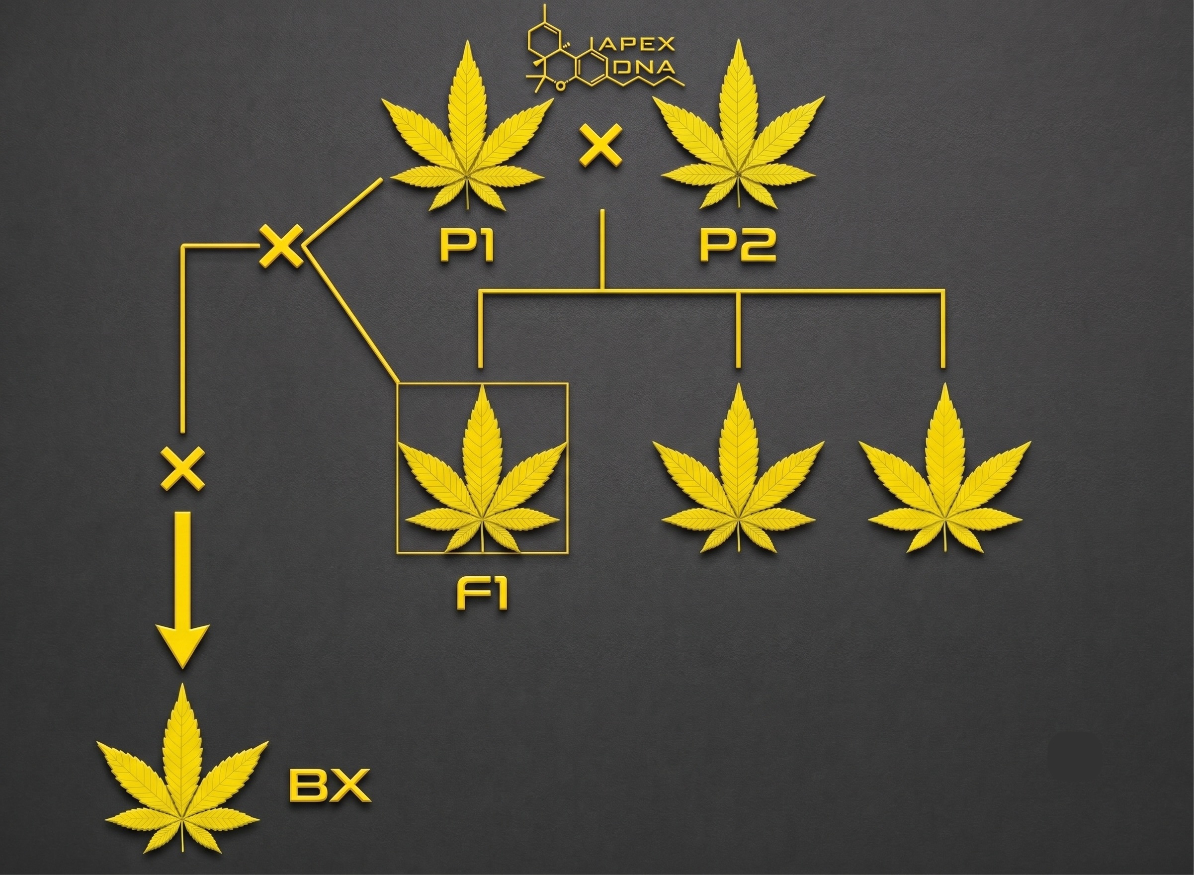 What Is a Backcross (BX) in Cannabis Breeding?